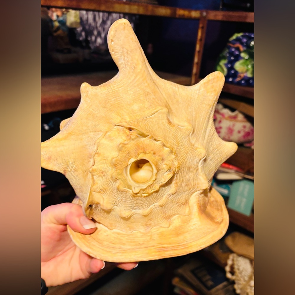 RARE GIANT QUEEN HORNED HELMET CONCH SEA SHELL